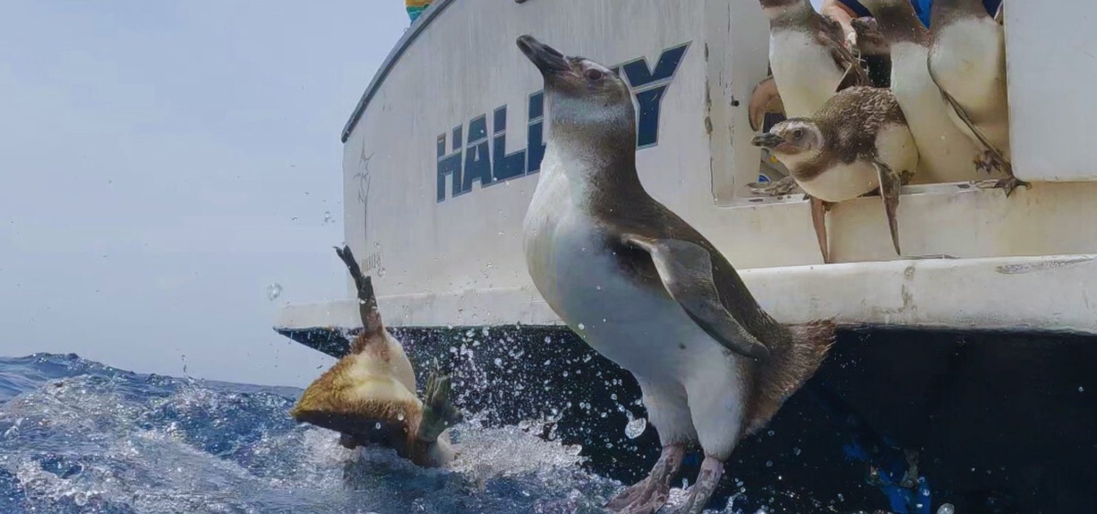 Instituto Argonauta realiza com sucesso a soltura de 17 pinguins reabilitados