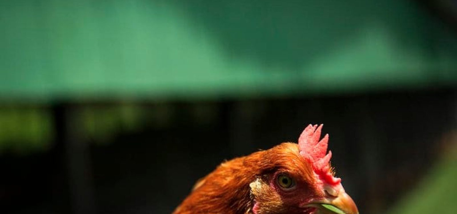 Vírus atinge aves domésticas e silvestres.
Mateus Bruxel / Agencia RBS