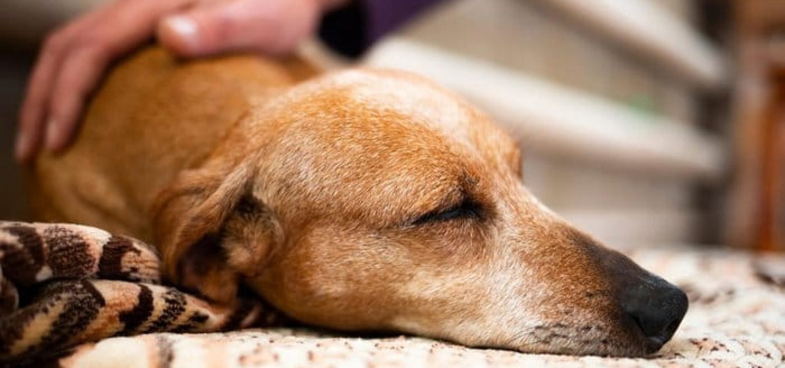 A aproximação entre cães e humanos ocorreu há cerca de 30 mil anos.
Алекс Ренко / stock.adobe.com