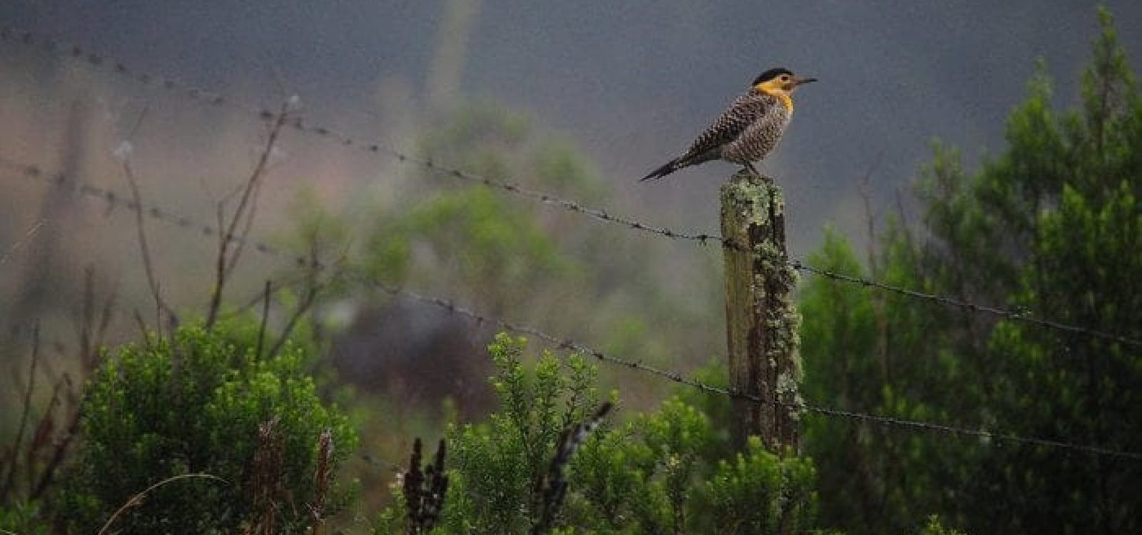 4975457_a10ca18a79b5781 Sexta-feira tem previsão de geada na Serra.
Bruno Todeschini / Agencia RBS