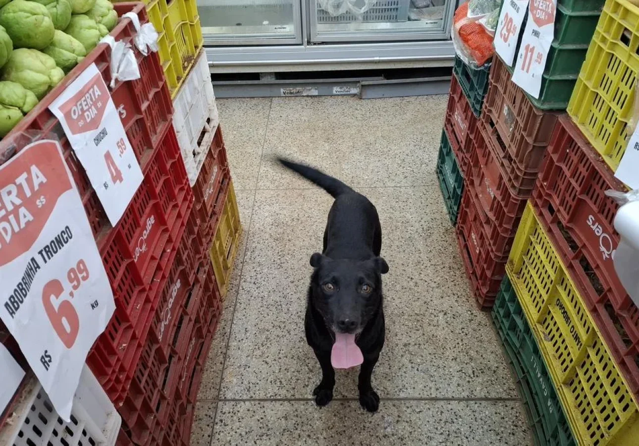 Cão está feliz no estabelecimento e faz a alegria de funcionários e clientes.
Jean Costa / Agência RBS