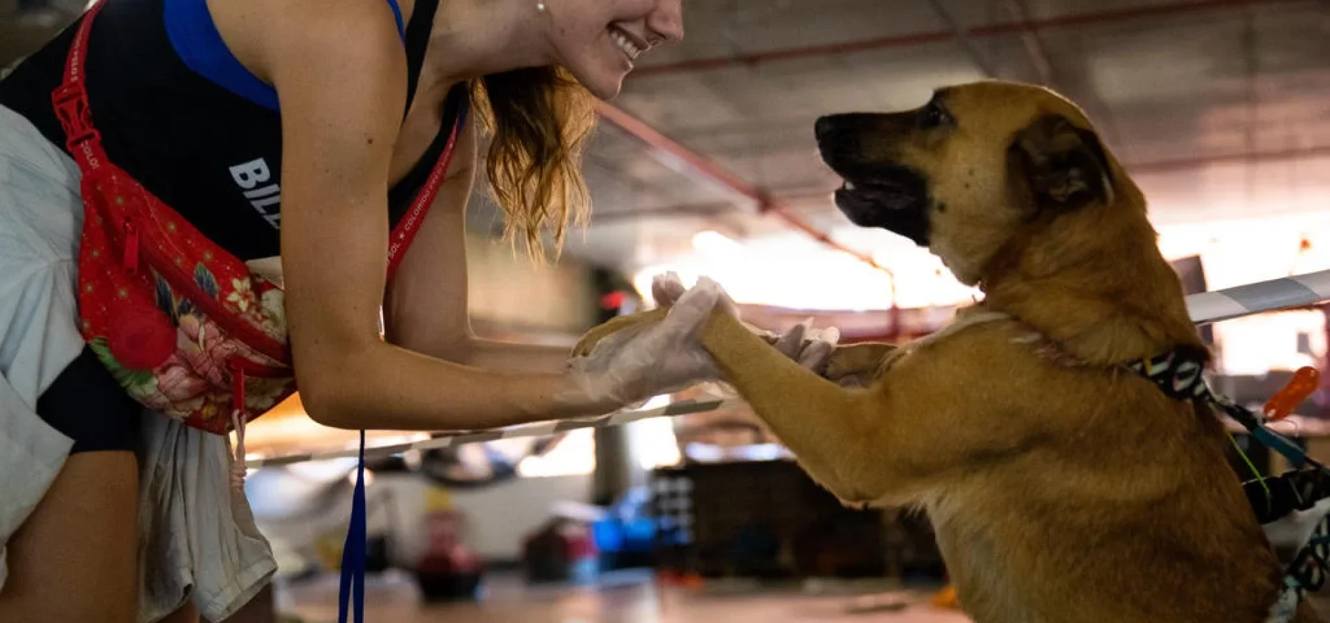 Voluntários relatam não saber o que acontecerá caso lares temporários não sejam encontrados para todos os animais.
Camila Hermes / Agencia RBS