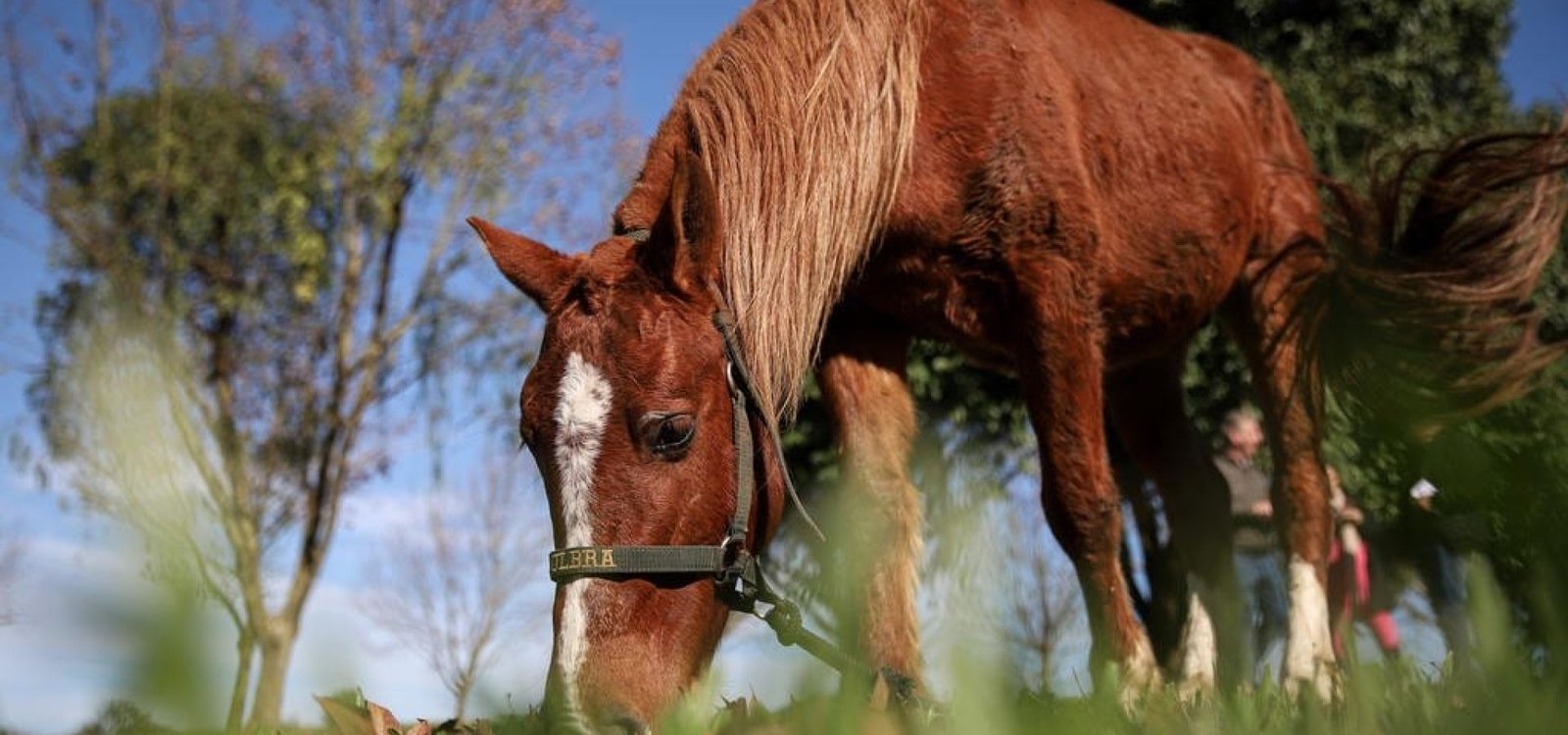 Nesta quinta-feira, Caramelo pastou e tomou sol.  Duda Fortes / Agencia RBS
