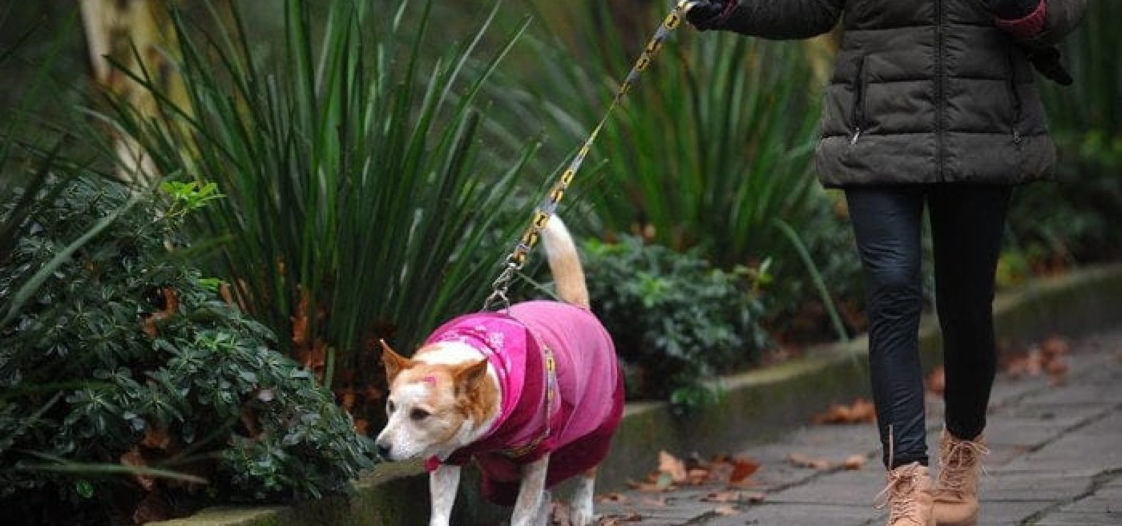 Nem os animais de estimação escaparam dos agasalhos para passear em Caxias do Sul.
Bruno Todeschini / Agencia RBS