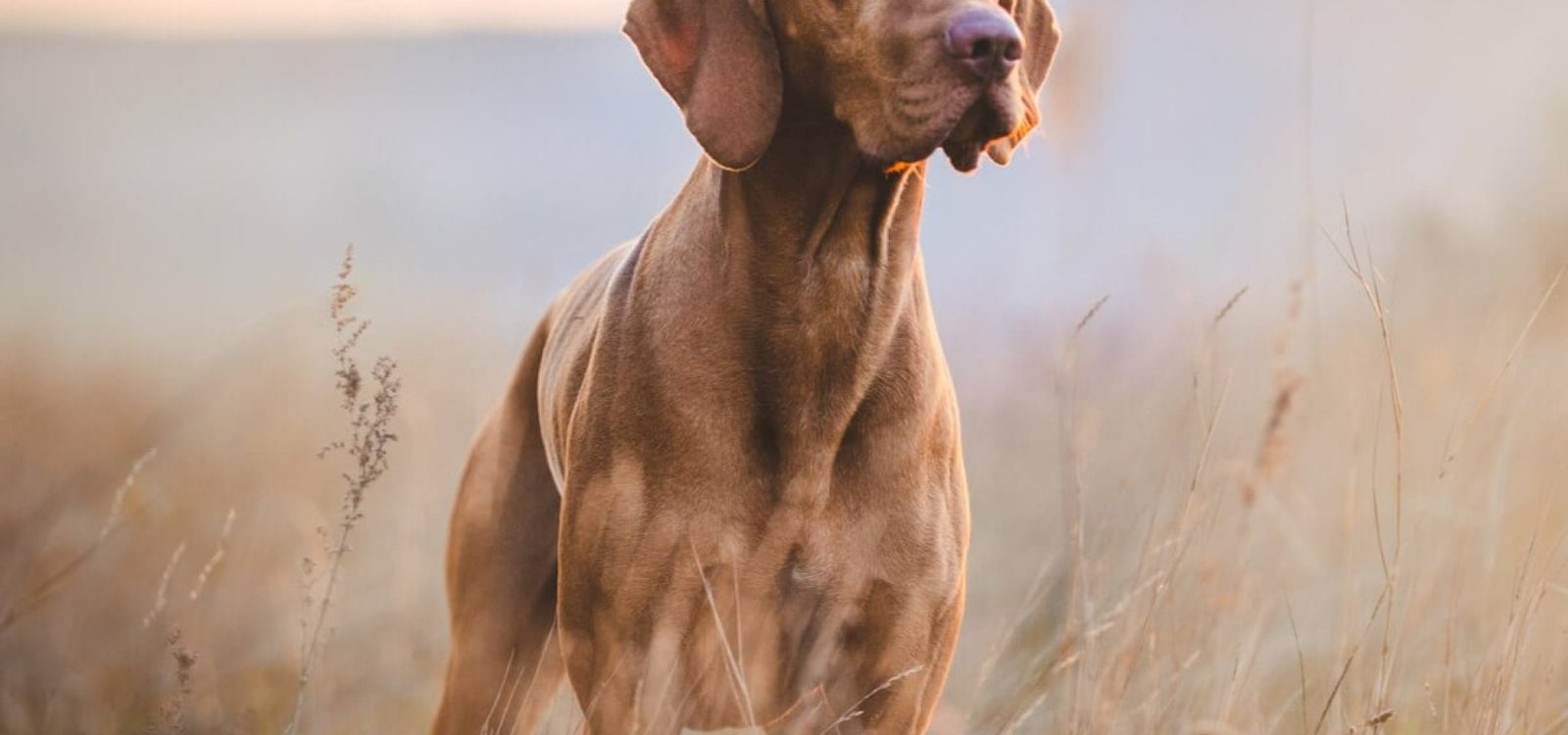 Processo de envelhecimento traz mudanças para o organismo dos pets