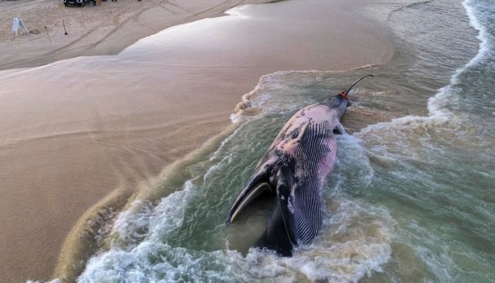 Animal foi encontrado na manhã desta segunda-feira, na Praia do Rosa, em Imbituda, Santa Catarina.

Anderson Coelho / AFP