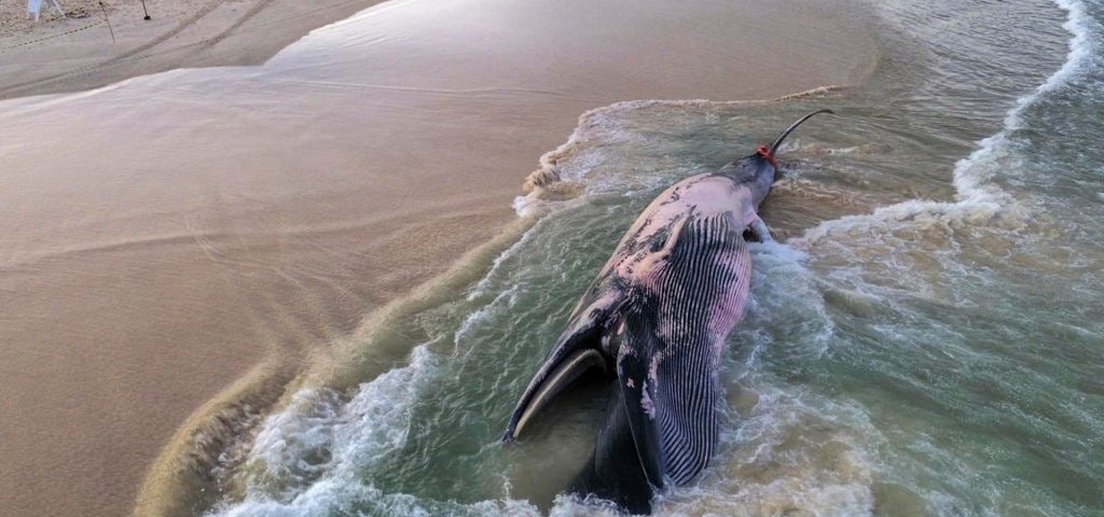 Animal foi encontrado na manhã desta segunda-feira, na Praia do Rosa, em Imbituda, Santa Catarina.

Anderson Coelho / AFP