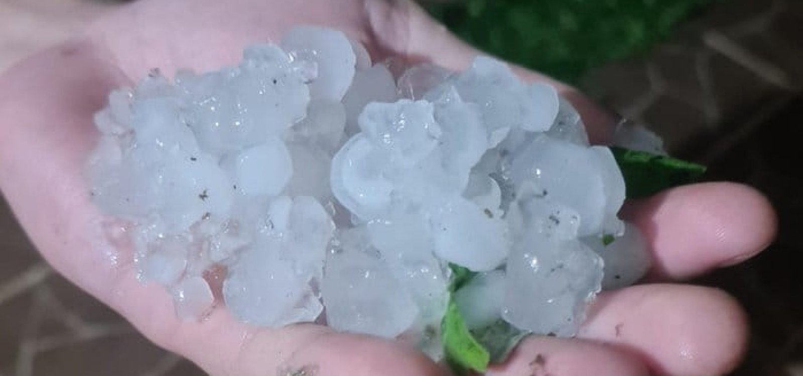 Em Quaraí, na Fronteira Oeste, houve queda de grazino durante a madrugada desta terça-feira (24).
Natália Vaz Martins / Arquivo Pessoal