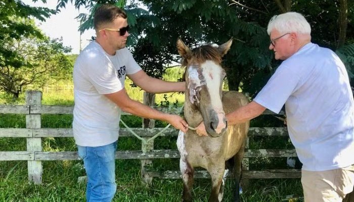 O animal , de aproximadamente dois anos, apresentava ferimentos graves no olho e no corpo. Divulgação / Juliano Palinha