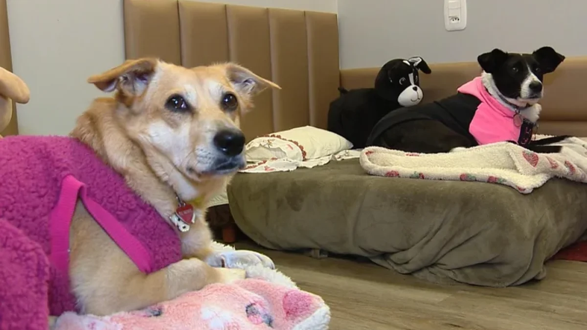 Pra garantir o conforto dos animais, a família investiu em um quarto exclusivo para os pets.
Juliano Gambini / agência RBS