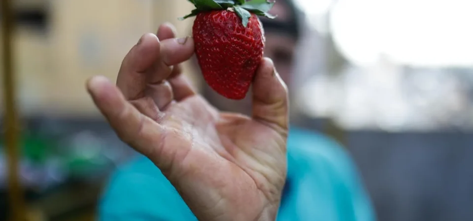 Com queda na safra gaúcha durante o inverno, boa parte da produção é "importada" de Minas Gerais.
Renan Mattos / Agencia RBS