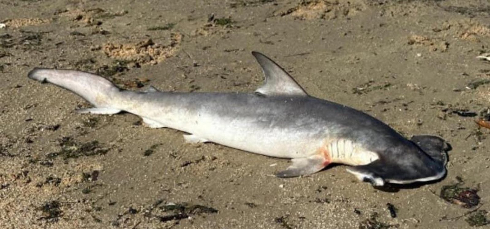 644752800_1617779693014911_4006537335179704114_n