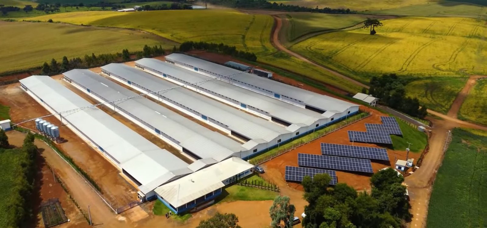 Na produção de aves, cerca de 73% das granjas integradas gaúchas já operam com energia solar.