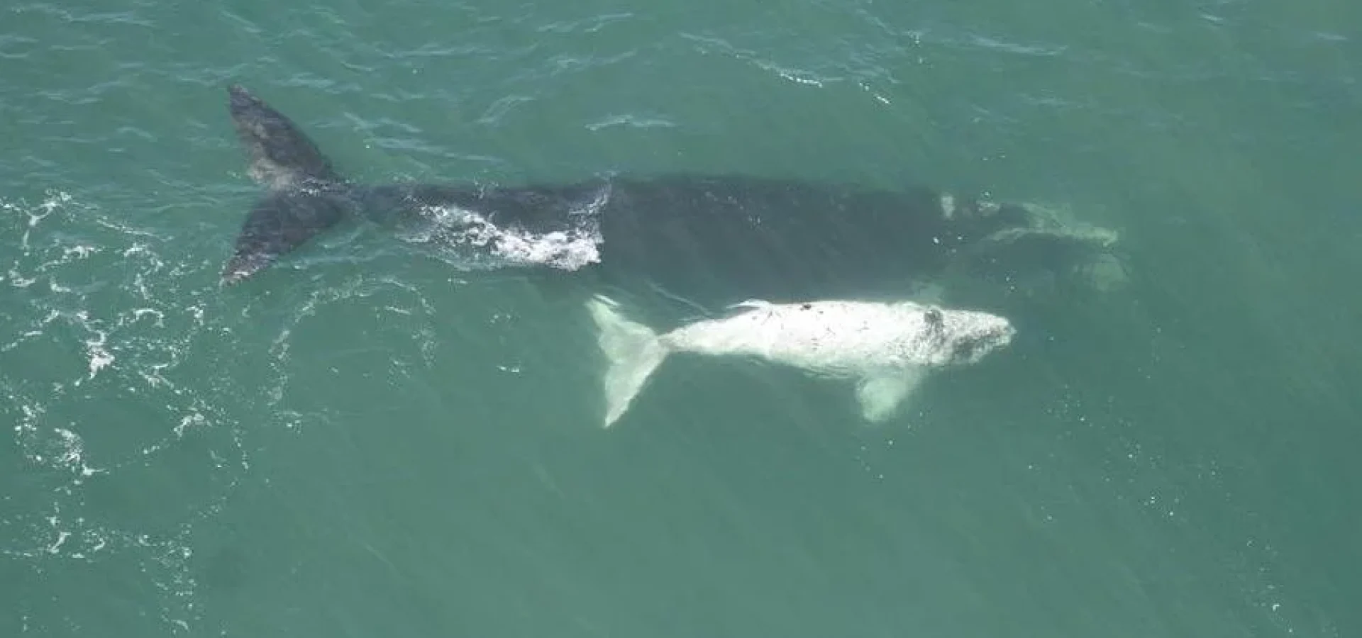Bleias-branca são animais ameaçados de extinção, tendo uma população de 500 animais no Brasil. | Foto: Carolina Bezamat / Divulgação / CP