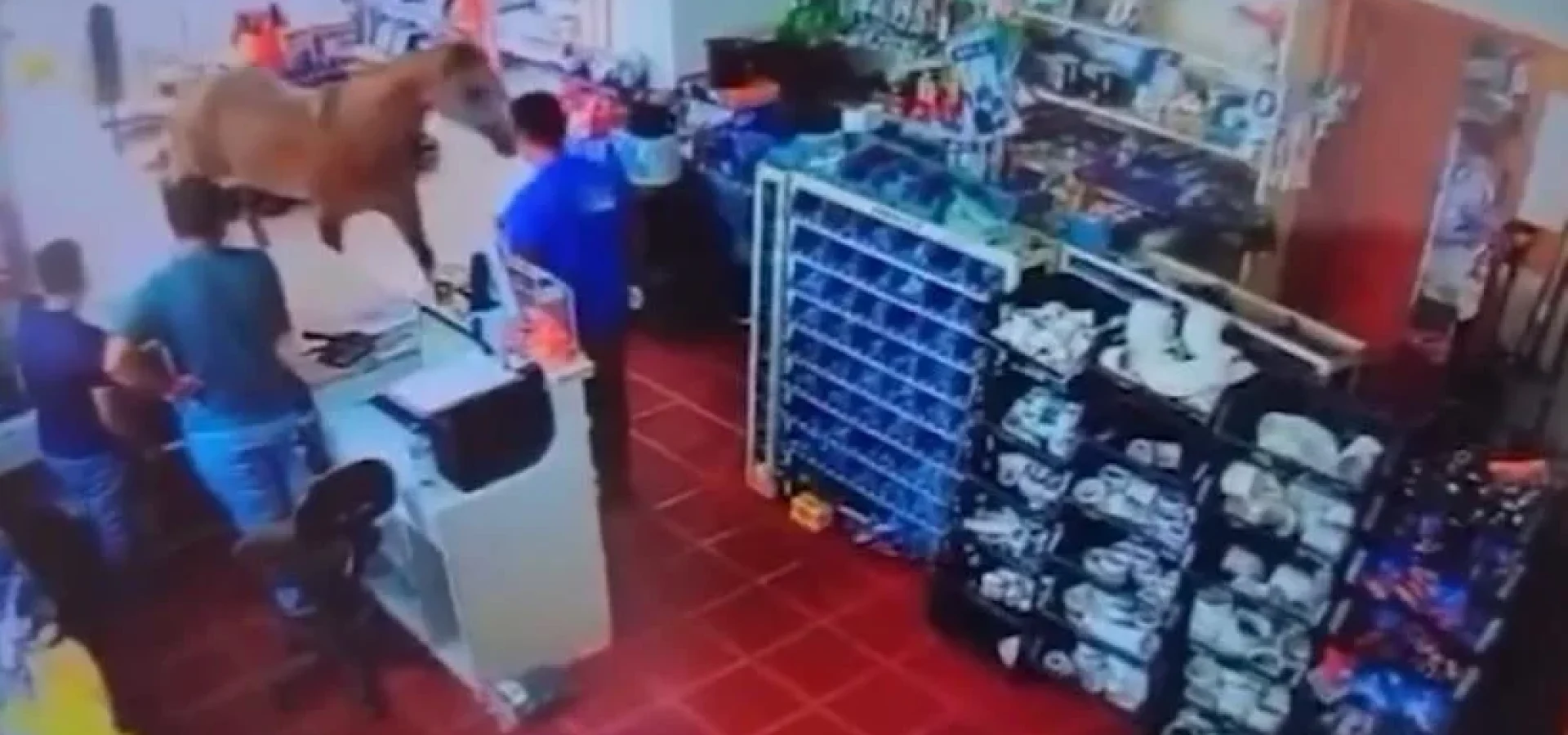 Animal assustou funcionários de loja em Palmeira das Missões. | Foto: Record / Divulgação
