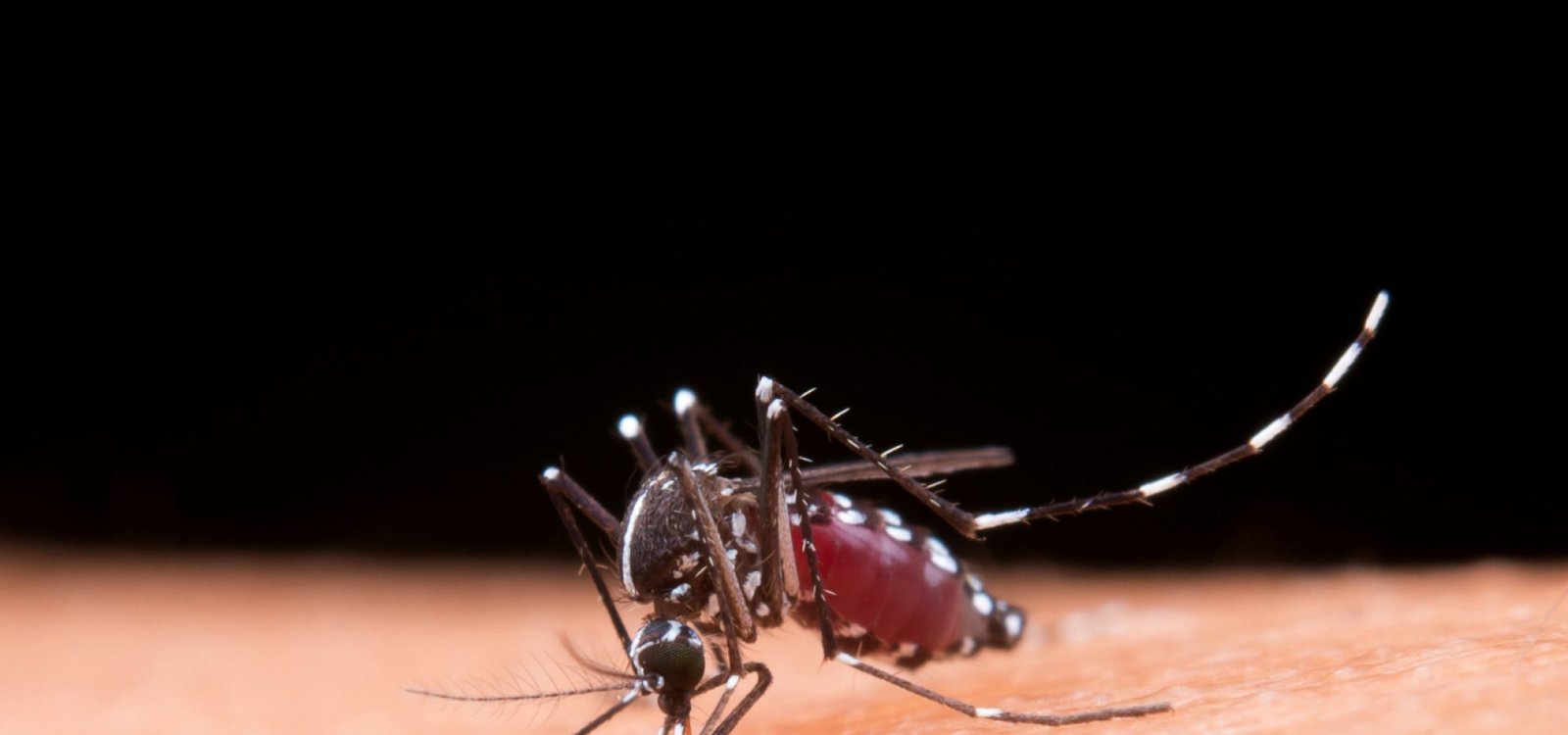 Dengue - Freepik.jpg