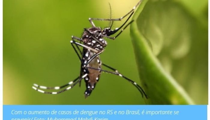 Com o aumento de casos de dengue no RS e no Brasil, é importante se prevenir/ Foto: Muhammad Mahdi Karim