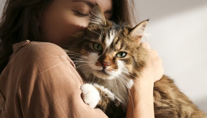 Dia Mundial do Gato: Celebre o dia com o seu felino!
