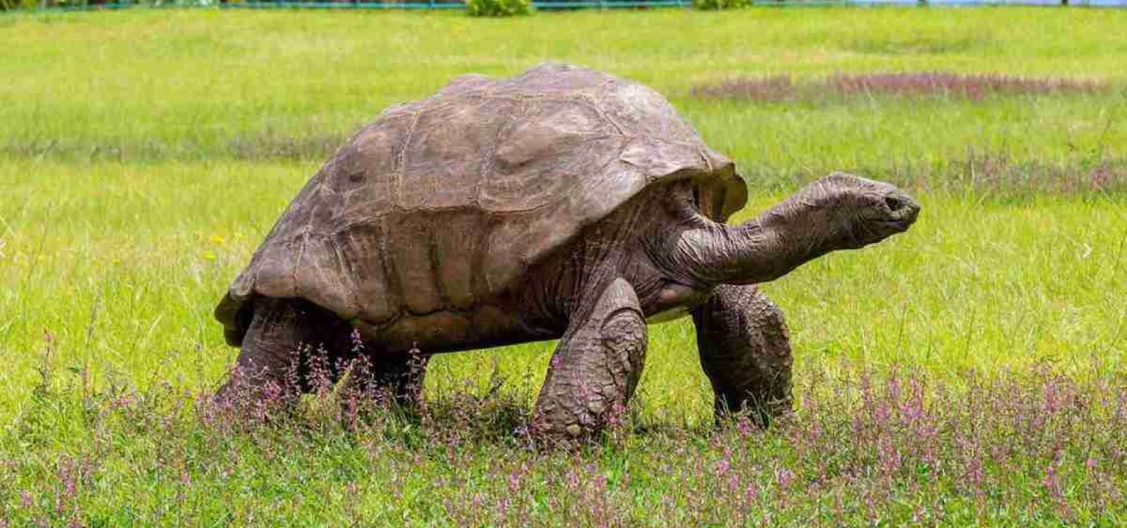 Tartaruga Jonathan completa 191 anos