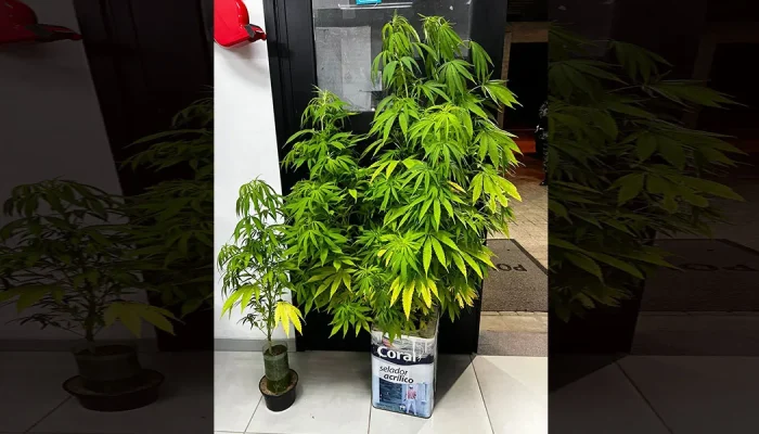 Maconha_271123_2