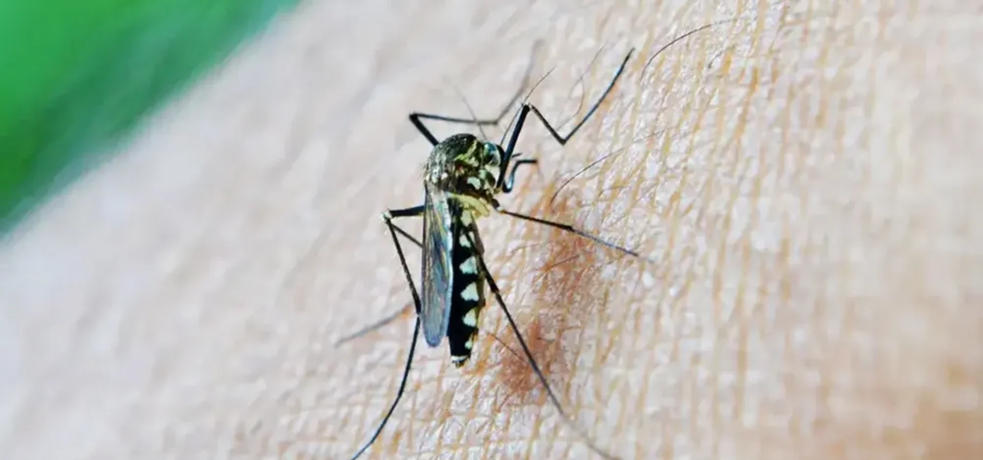 Mosquito_110424 Fonte: Agência Brasil