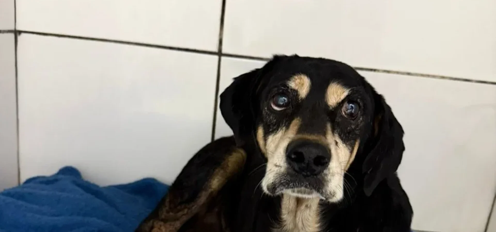 O animal teve ferimentos nas duas patas traseiras e pequenas perfurações causadas pela pólvora.
Foto : Rafael Pinheiro / Divulgação / CP