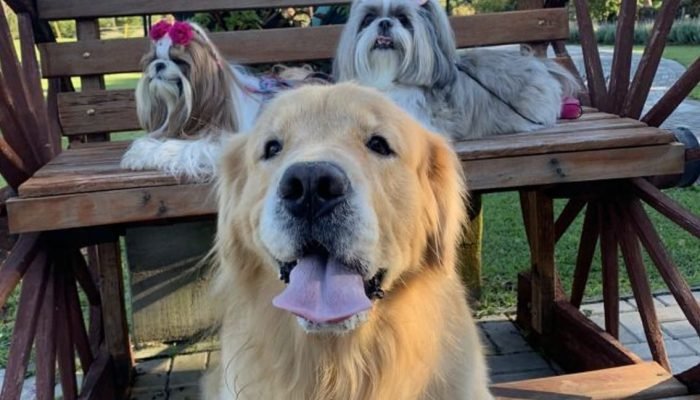 Roteiro Pet Friendly