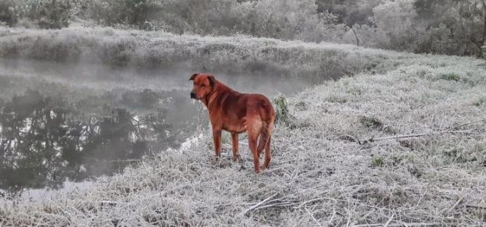Screenshot_1 Paisagem coberta de gelo na manhã deste domingo em Sobradinho, Centro-Serra do Rio Grande do Sul. | Foto: Iara Krisna Puntel / Divulgação / CP
