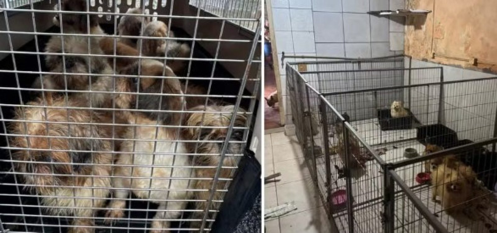 Criadouro clandestino de animais é descoberto em Novo Hamburgo. — Foto: Divulgação/Patram