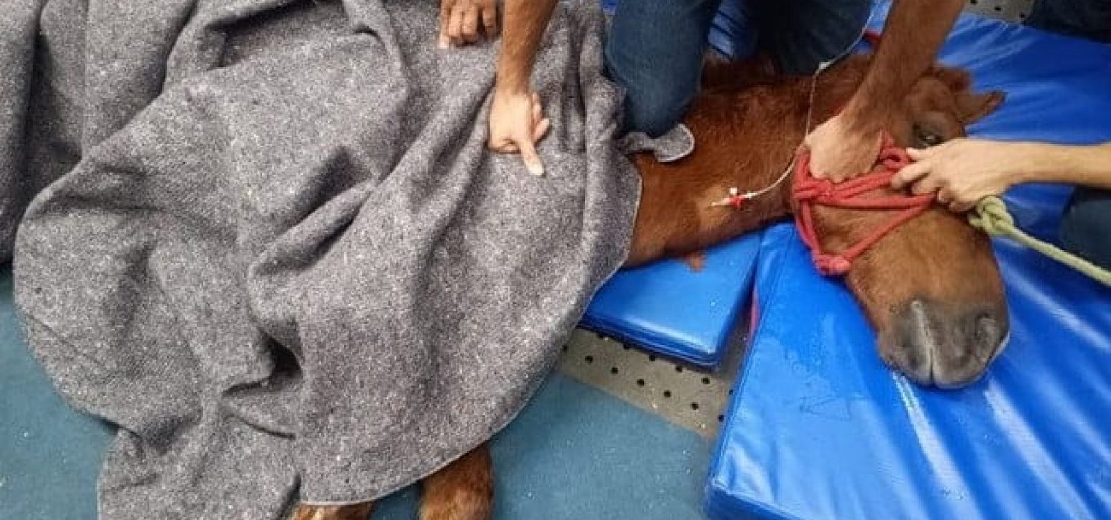 Screenshot_2 Cavalo Caramelo está abrigado na Ulbra, em Canoas.
Henrique Cardoso / Arquivo Pessoal