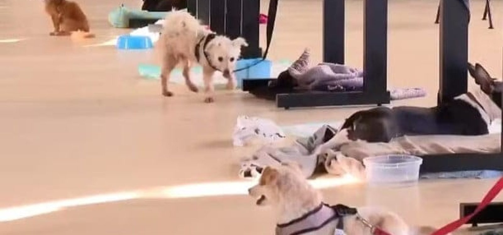 Abrigo no RS tem sala para animais de estimação — Foto: Reprodução/Bom Dia Brasil