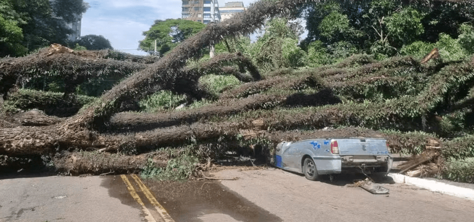 Uma grande árvore caiu sobre a fiação e atingiu dois carros na Zona Sul de São Paulo. — Foto: Daniel Reis/ CBN