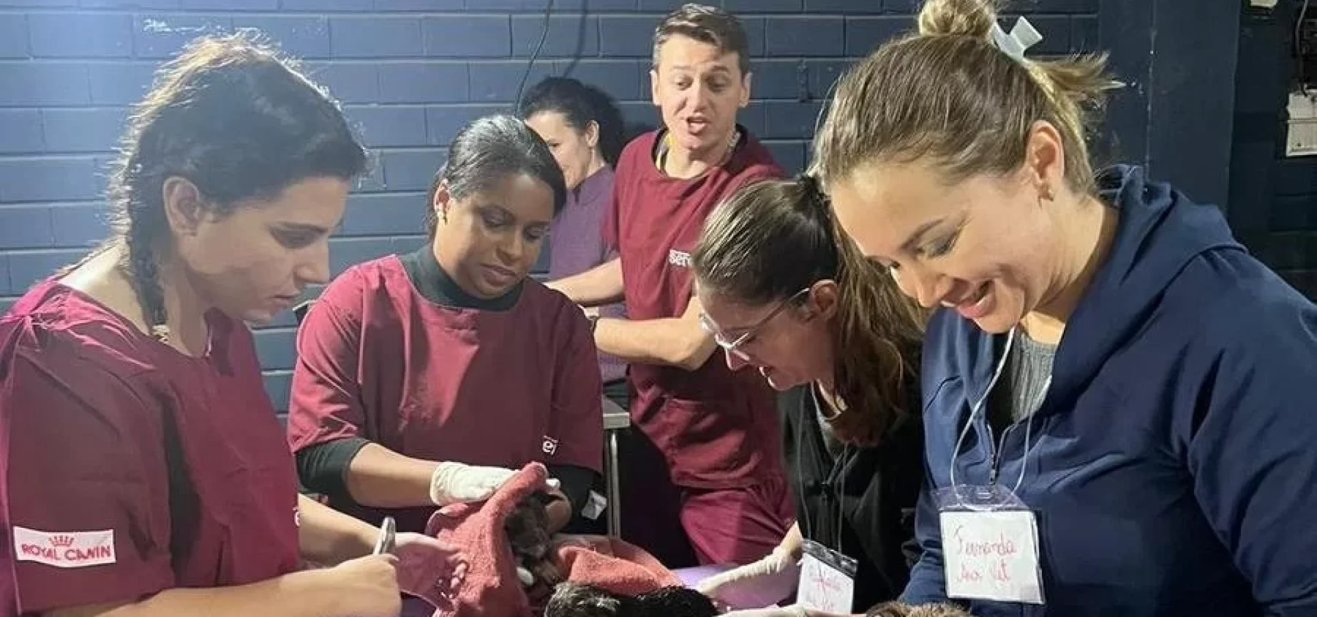 Abrigo conta com a ajuda de voluntários para cuidar dos animais e promover reencontros com seus tutores | Foto: Divulgação / CP