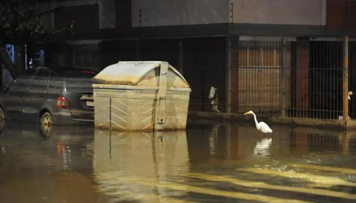 No local também há presença de garças, que estão se alimentando de peixes. | Foto: Fabiano do Amaral