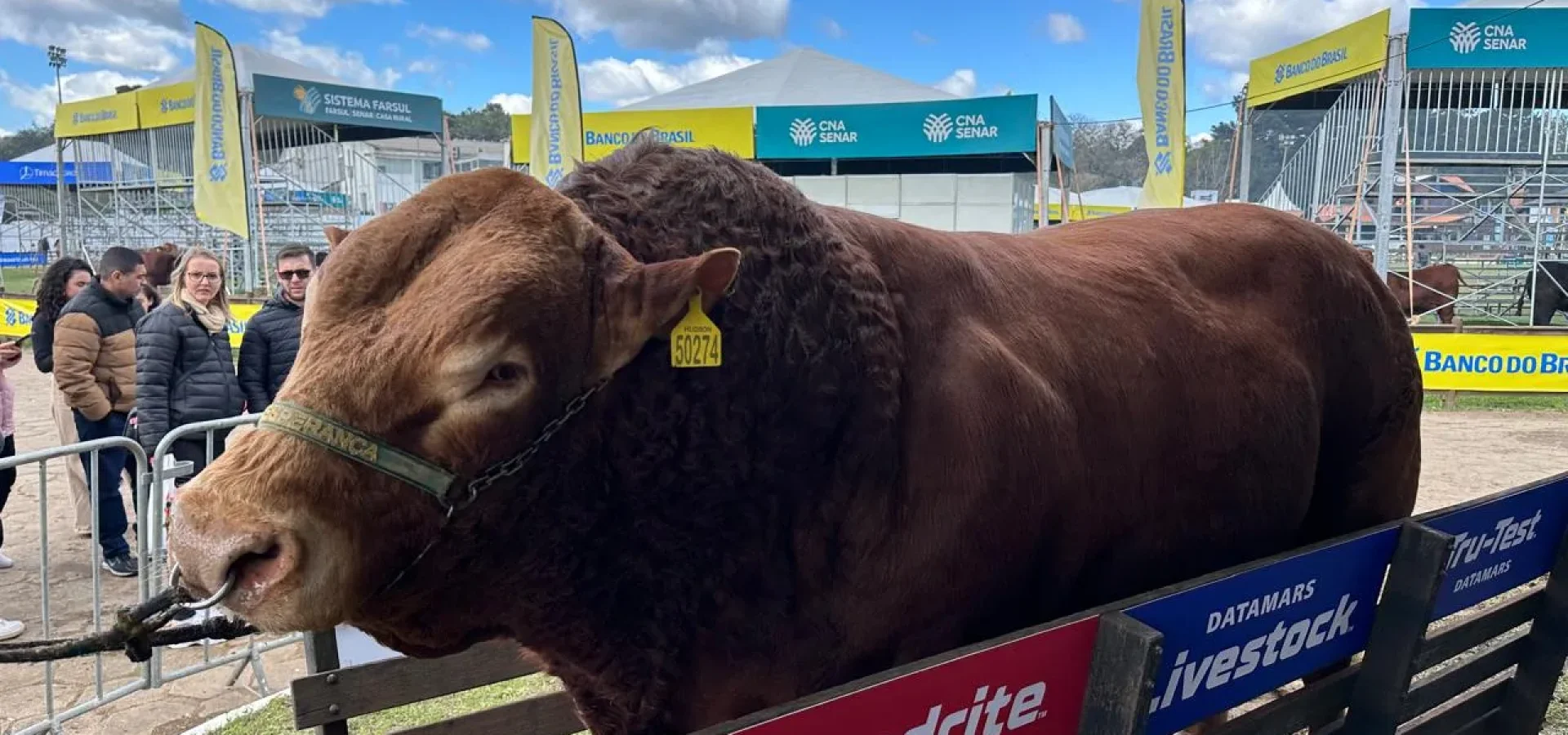 Hudson é bicampeão como o animal mais pesado da Expointer. Foto: Guilherme Hamm / Secom