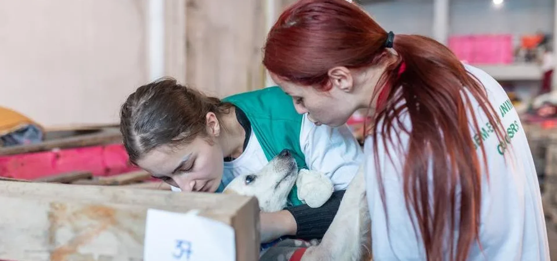 Em Canoas, cerca de 2616 animais ainda aguardam por tutores em 7 abrigos. | Foto: Guilherme Pereira / Prefeitura de Canoas / CP