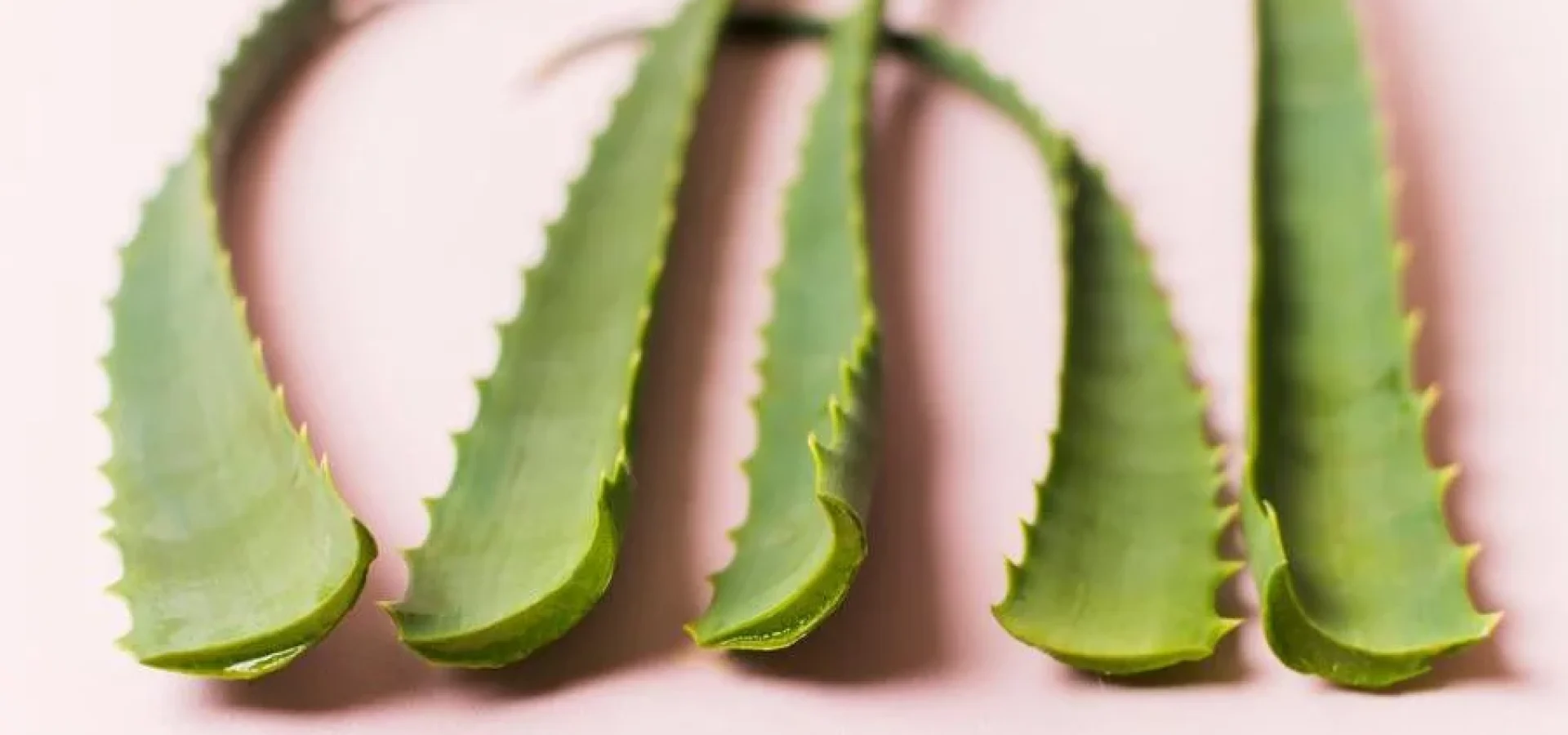 Gel de babosa ajuda na hidratação de todos os tipos de pele.  | Foto: Freepik