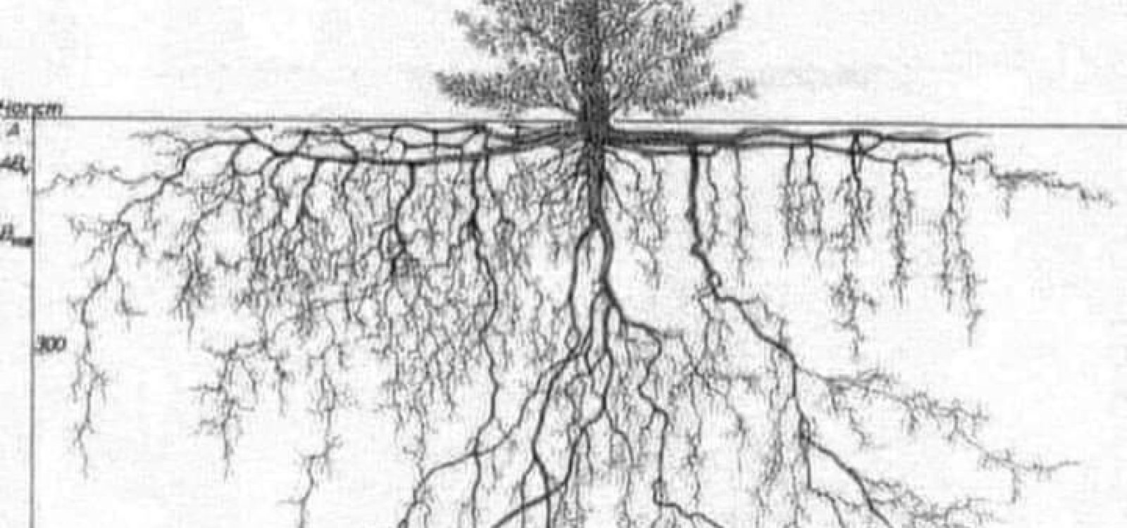 Não se esqueça que uma árvore: