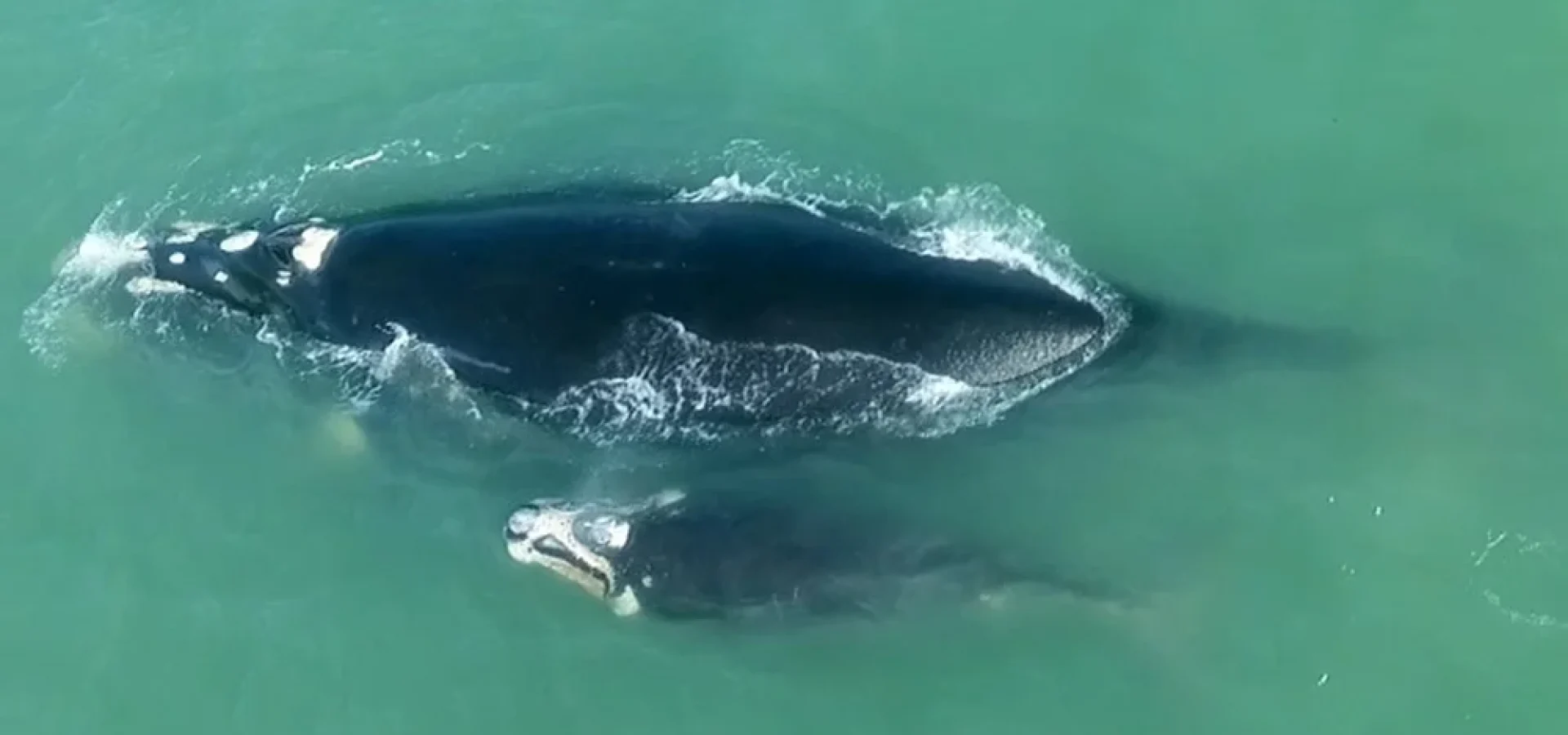 baleia-do-projeto-farol-das-baleias