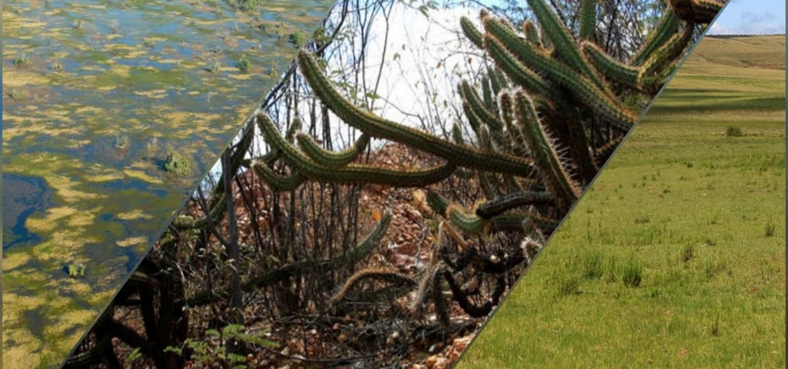 caatinga, pampa e mata atlântica