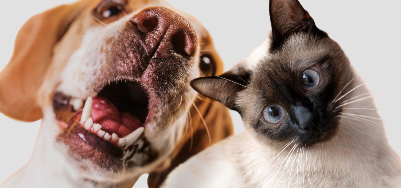 Verão aumenta ocorrência de parasitas em pets; saiba como prevenir e identificar. (Foto: Freepik.com)