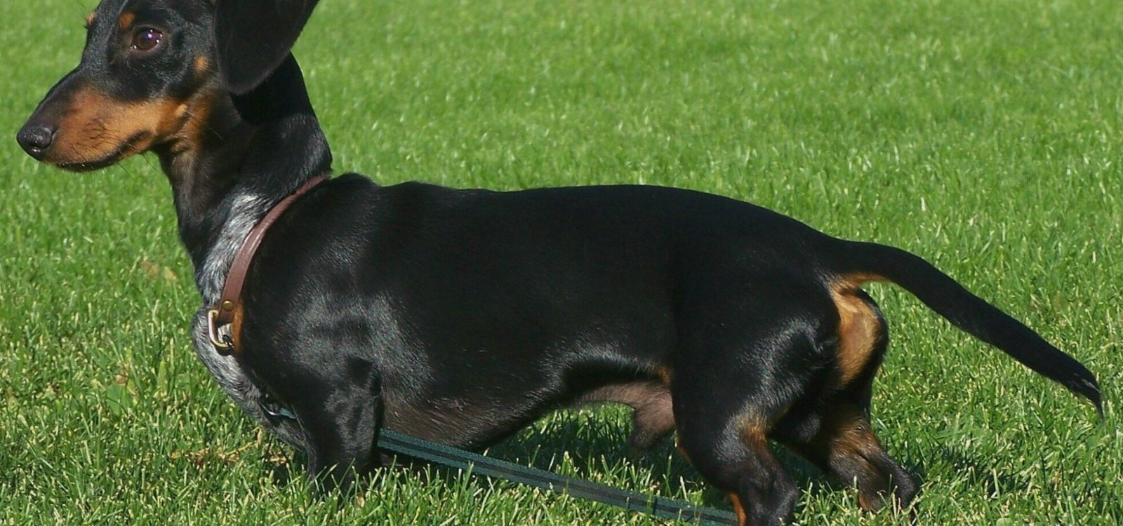 dachshund