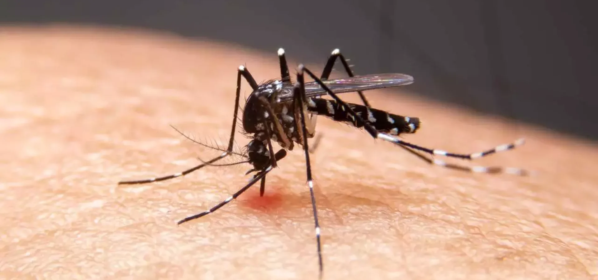 O recorde de casos prováveis ocorreu em 2015, com 1.688.688.

Foto: Reprodução