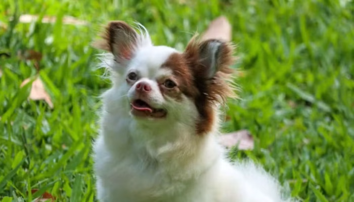 Cada chihuahua é avaliado em 15 mil reais. — Foto: Arquivo pessoal