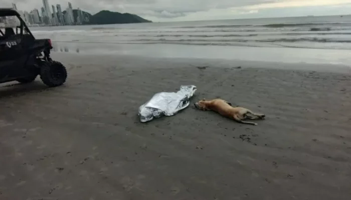 Tutor do animal, morador de rua, morreu na Praia Central, em Balneário Camboriú.   
Imagem: Divulgação/PMSC… -