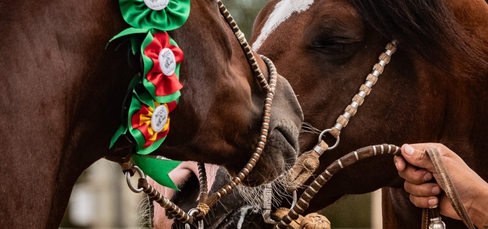 Crédito da foto: João Morais
