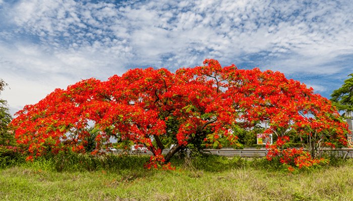 flamboyant-origem-e-curiosidades-sobre-a-arvore-capa