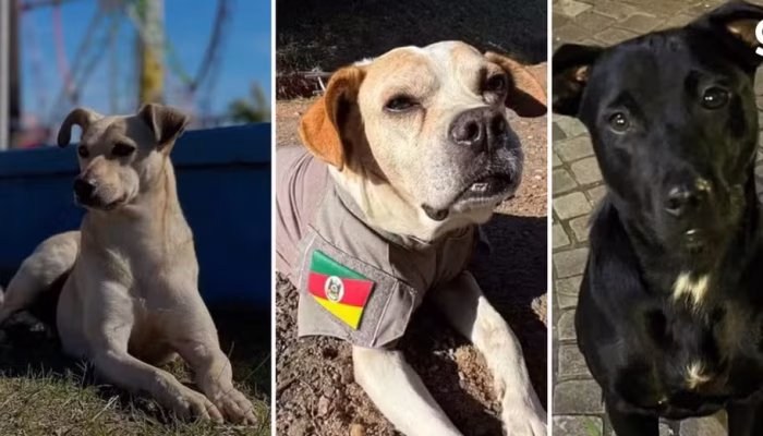 Fumaça, Caodete e Chokito disputam a preferência do público. — Foto: Arquivo Pessoal