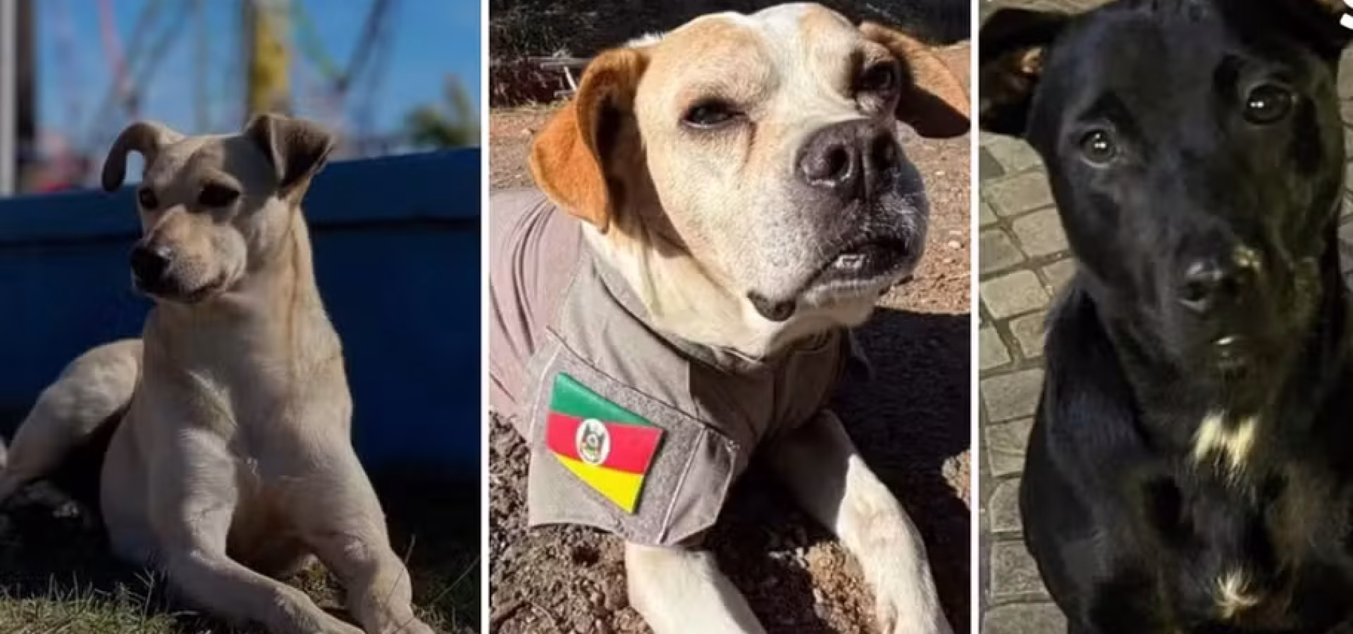 Fumaça, Caodete e Chokito disputam a preferência do público. — Foto: Arquivo Pessoal