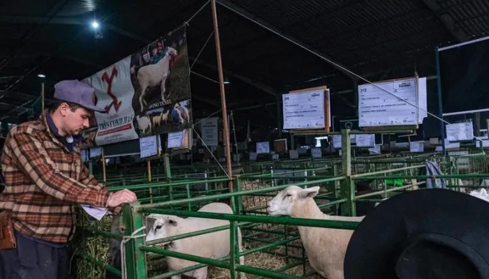 Criadores e expositores concentram-se nos últimos preparativos para a feira. | Foto: Pedro Piegas